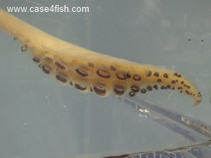Foto Galerie/Cephalopoda/Loligo vulgaris_01/Loligo vulgaris_06_S.jpg